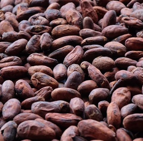 Cacao beans